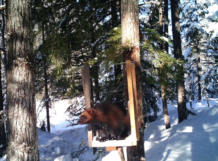 A wolverine in a camera trap surrounded by trees and a snow covered ground.