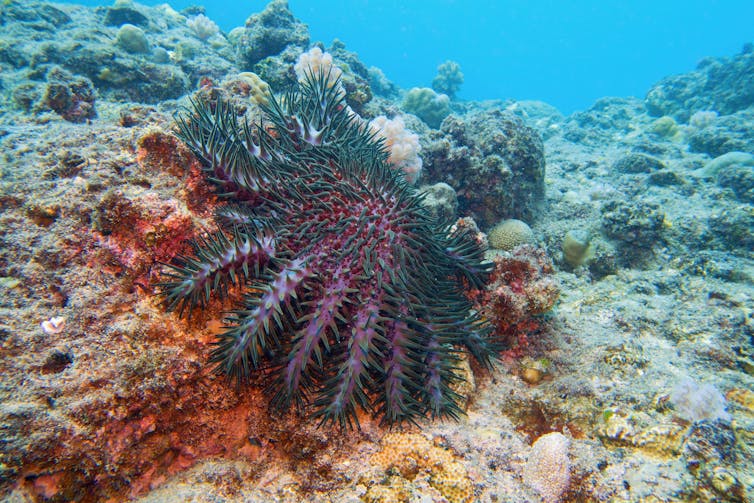 Crown of thorns starfish on coral