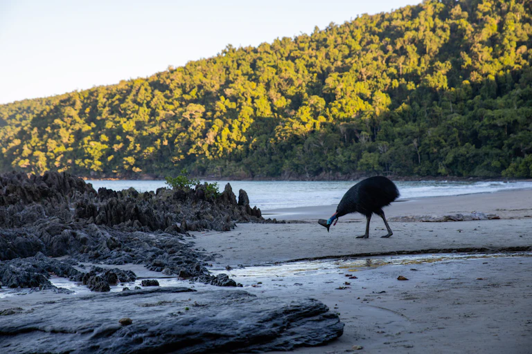 Cassowary at the beach