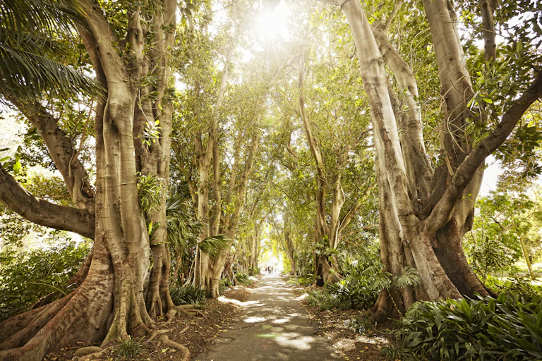 Path through trees