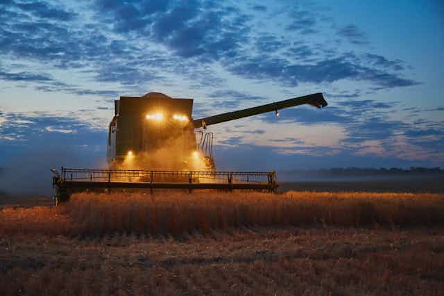 A combine harvester gathering wheat at dusk.