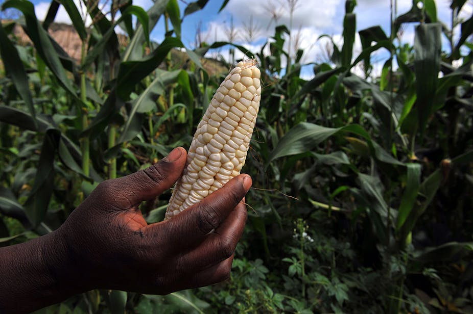 Hand holding a maize cob.