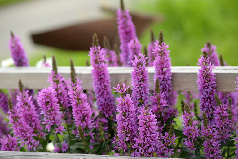 purple loosestrife