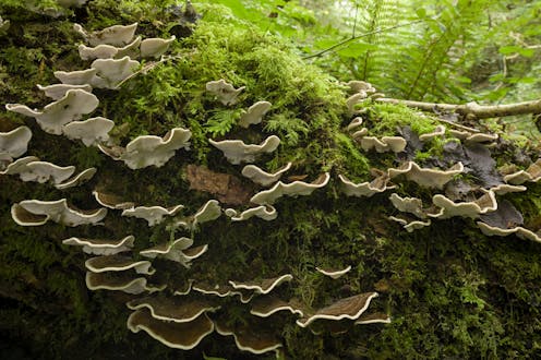 Beyond flora and fauna: Why it's time to include fungi in global conservation goals