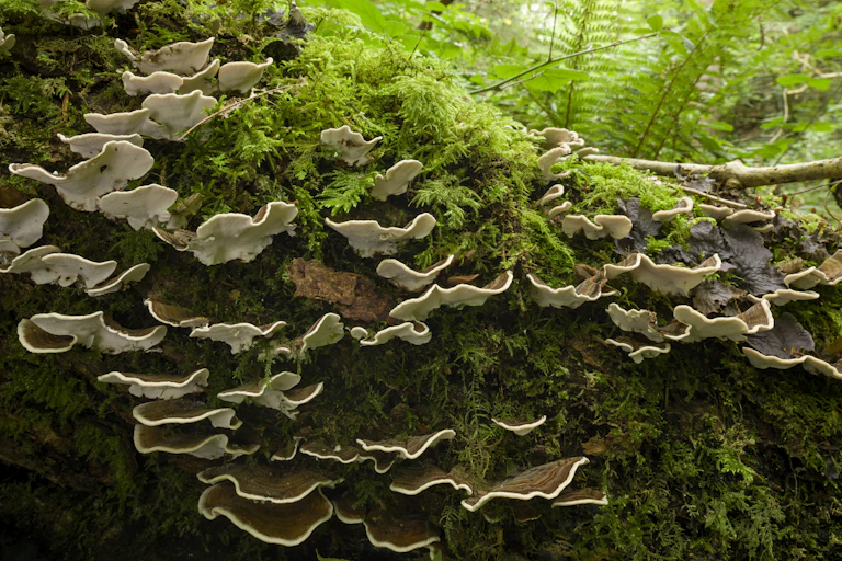 Brown and white fungi protrude from a mossy log.