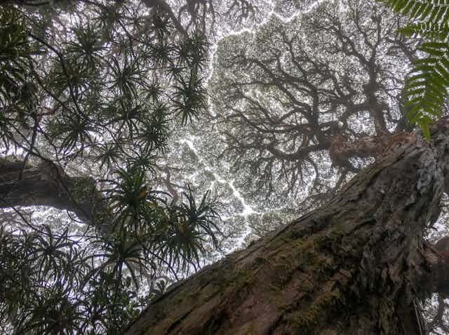 Photograph looking upwards into forest canopy, showing tree trunks, branches and leaves.