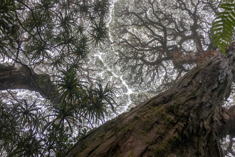 Photograph looking upwards into forest canopy, showing tree trunks, branches and leaves.