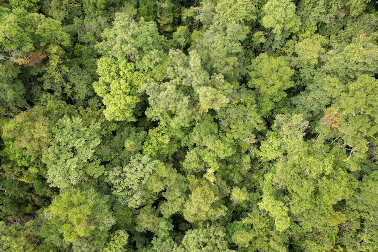 An aerial photograph looking down on a forest from above.