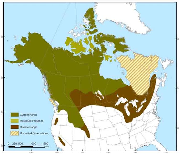 A map of the wolverine distribution in North America.