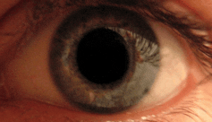 Gif montrant la contraction-dilatation d’une pupille sous l’effet d’une variation de la luminosité