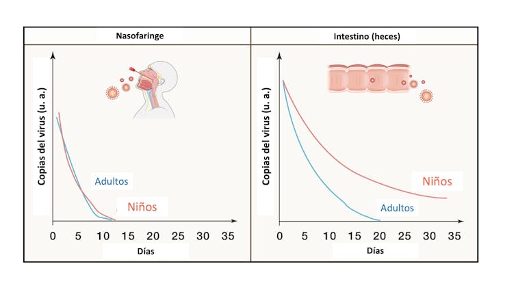 FIGURA 1- Permanencia do virus en intestino en adultos e en nenos. Adaptada por Matilde Cañelles de https://www.cell.com/immunity/pdf/s1074-7613(22)00043-7.pdf.