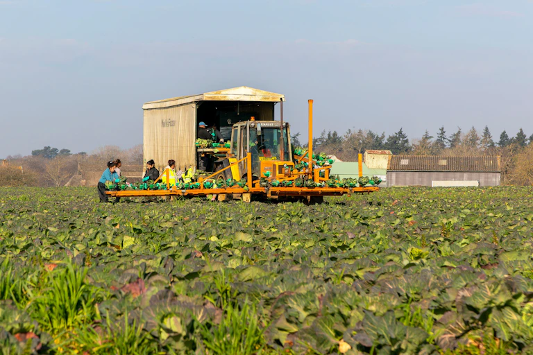 Foreign workers on English farm