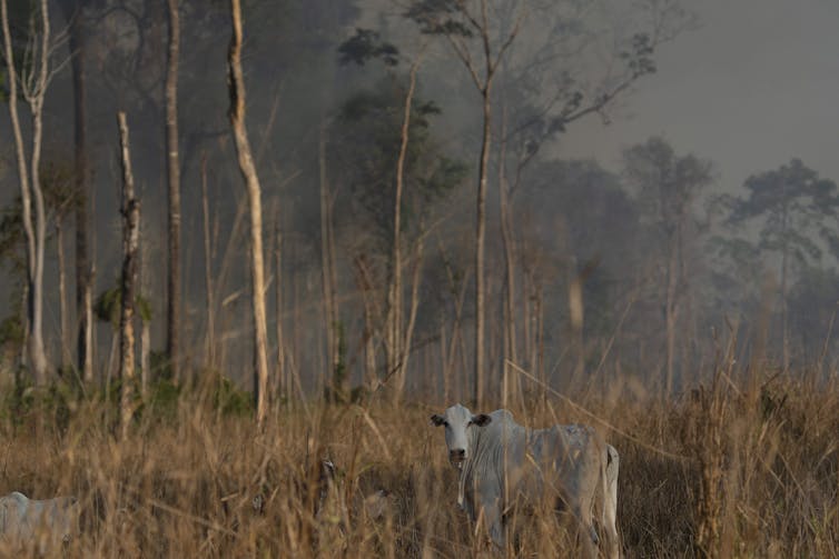 Des arbres en feu avec, à l’avant plan, une vache