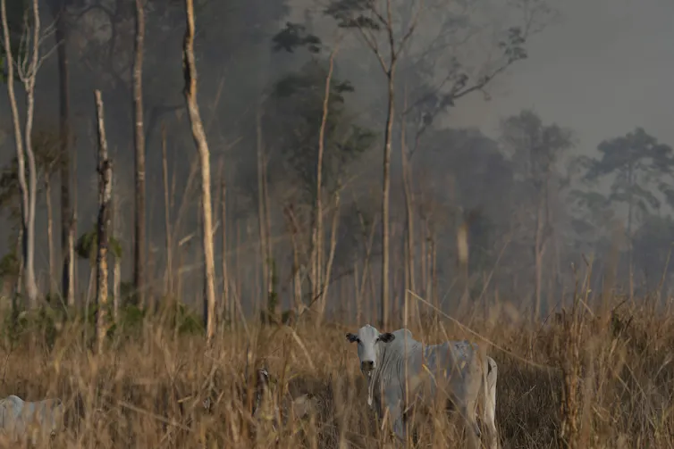 Trees on fire with, in the foreground, a cow