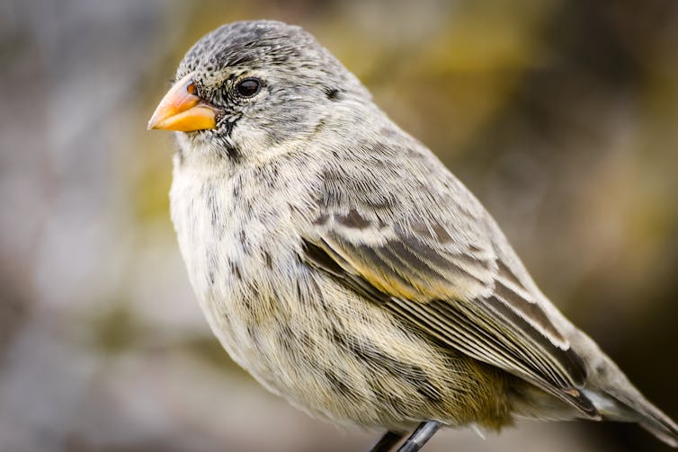 a Galapagos finch, a small grey and brown bird with a yellow beak