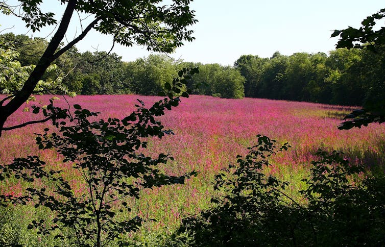 a meadow of purple loosestrife