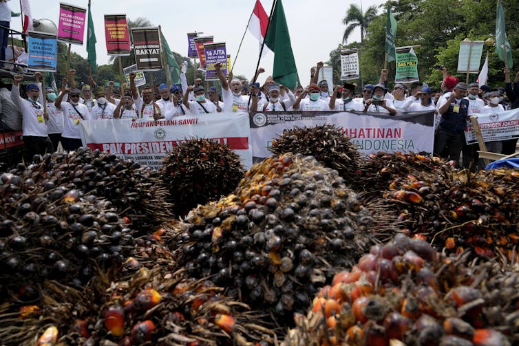 A group of people holding banners and slogans stand behind mounds of oil palm fruits.