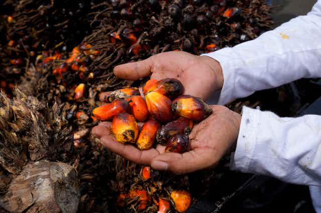 A pair of hands of holding a handful of red, orange, and yellow oil palm fruits