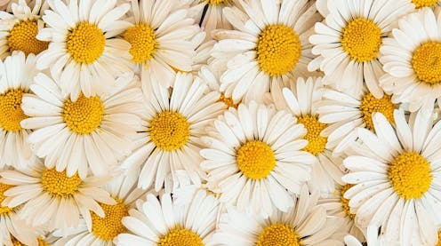 In Daisy & Woolf, Michelle Cahill revisits a modernist classic to write a story of her own