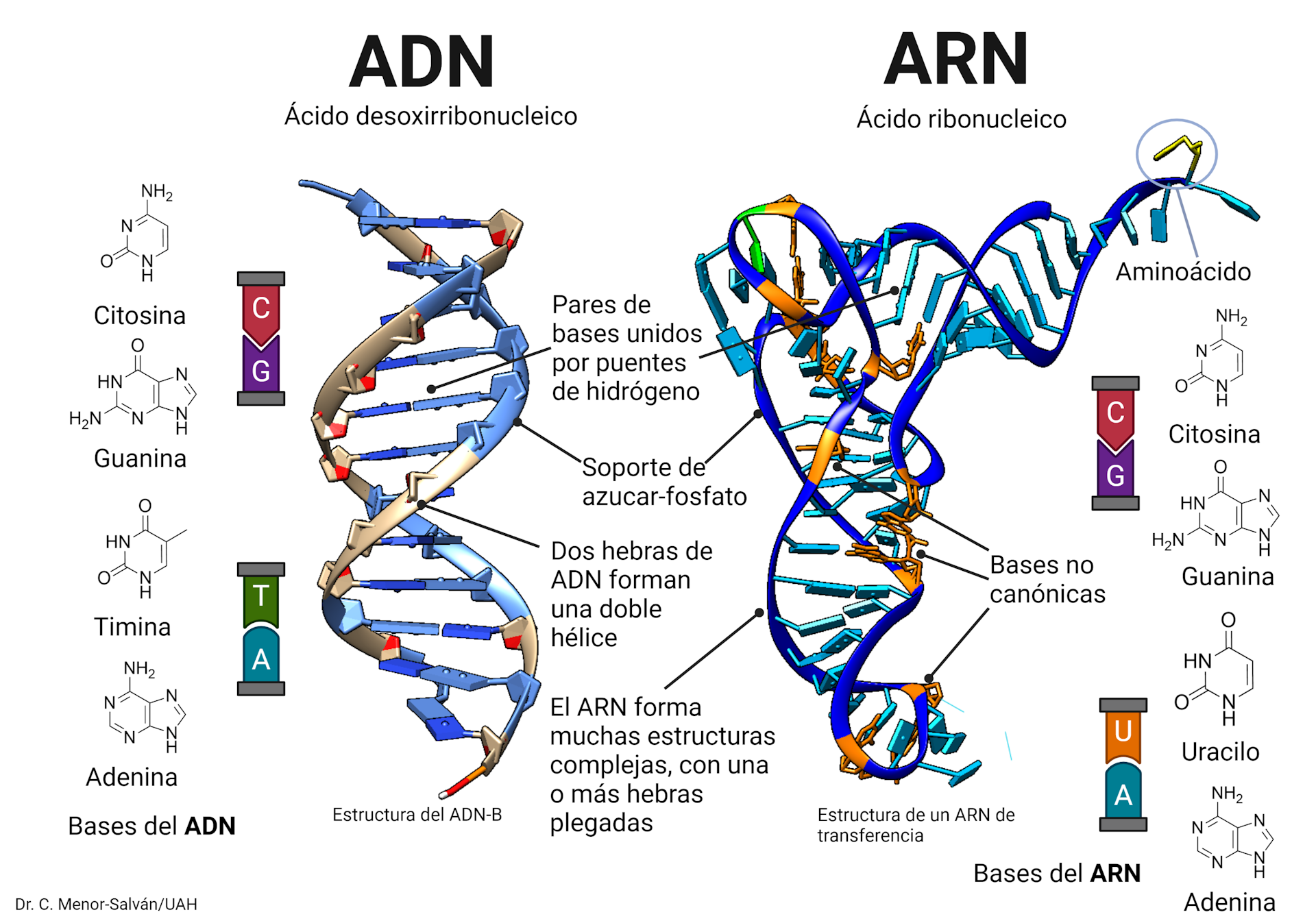 Nuevas evidencias sobre el mundo ARN un poco más cerca de entender el origen de la vida