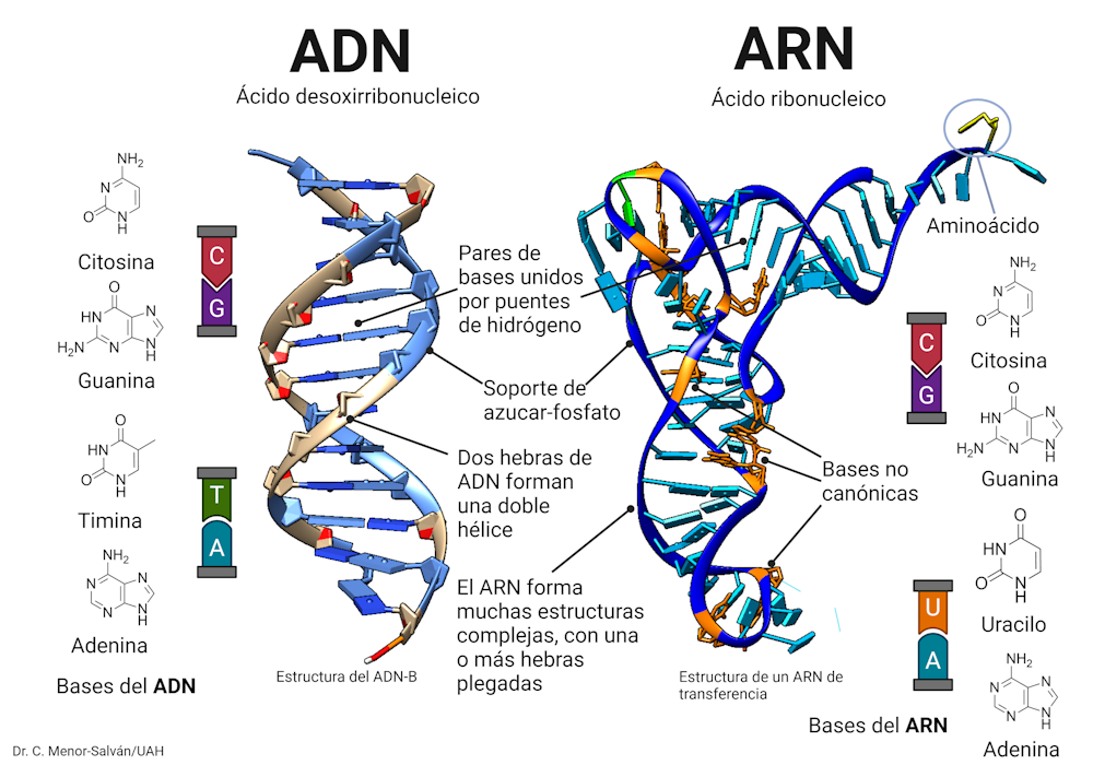 Nuevas evidencias sobre el mundo ARN: un poco más cerca de entender el origen de la vida
