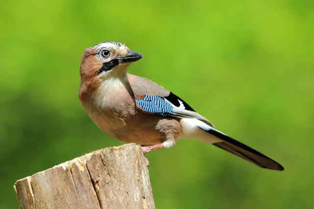 A brown and pinkish bird with white, black and blue details.