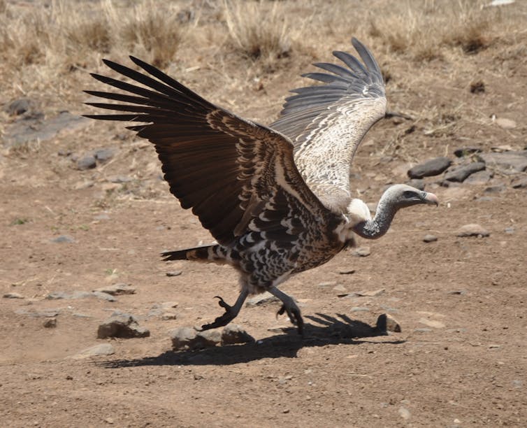 A vulture about to take off.