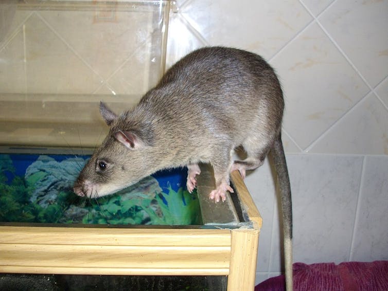 Gambian pouched rat.