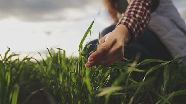A hand reaches down to a field and touches a plant.