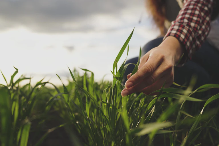 A hand reaches down to a field and touches a plant.