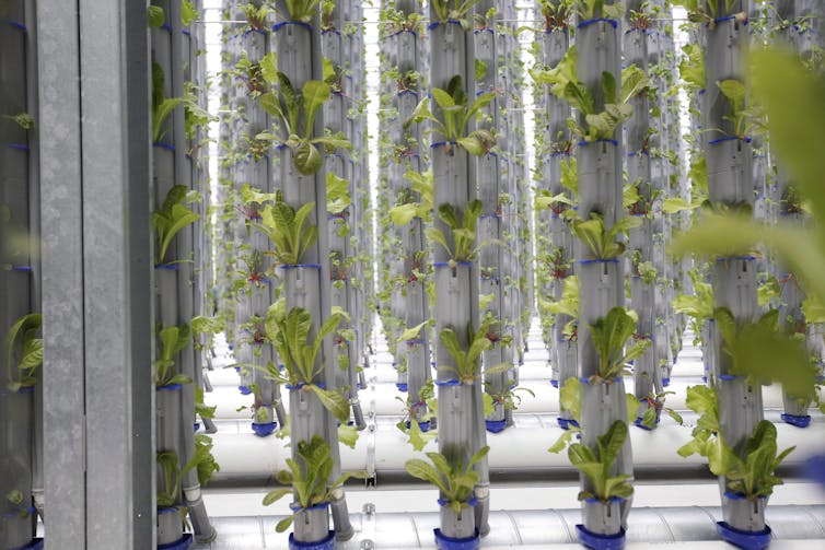 Vertical tubes with green lettuce leaves sprouting from them.