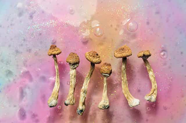 Psilocybin mushrooms on pink bright colorful background