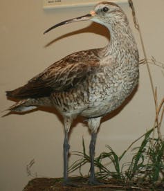 a display of a stuffed Eskimo curlew, a bird with brown colouring and a long skinny beak
