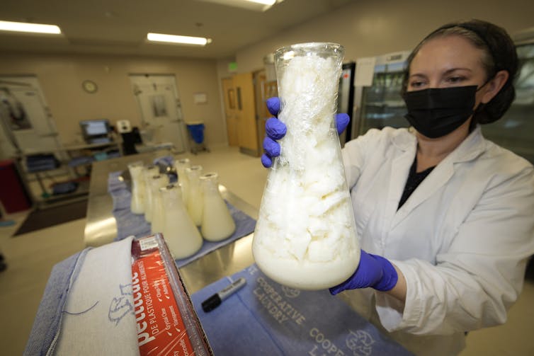 Una mujer con una bata de laboratorio blanca y una máscara negra sostiene una botella de leche materna congelada en una botella grande y transparente