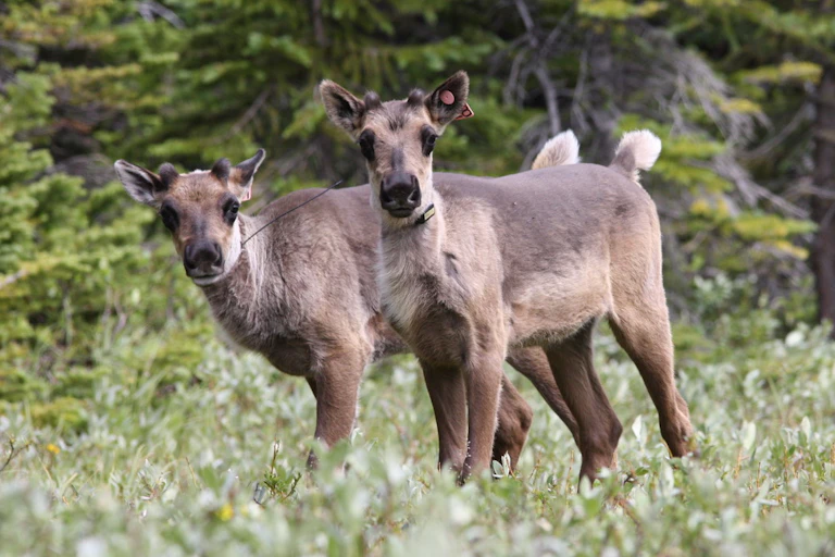 Two caribou stand in a grassy patch