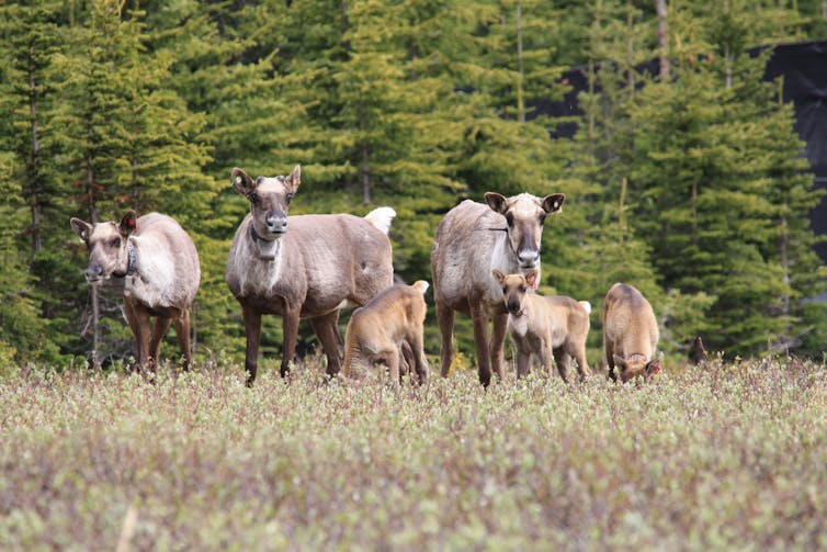 Caribou and their calvies in a grassy patch