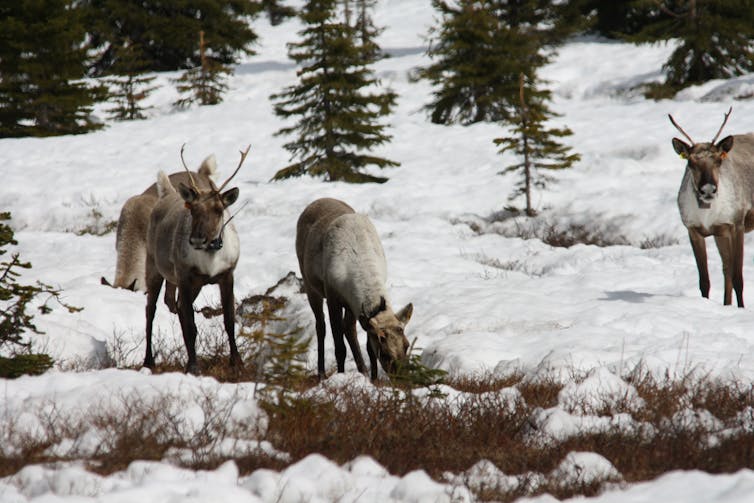 Caribou stand in a snow covered area