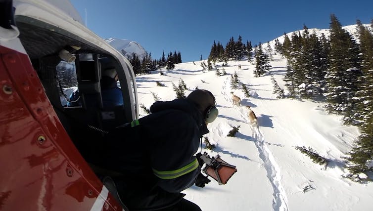 A person in a helicopter aerially scans a herd of caribou in a large landscape