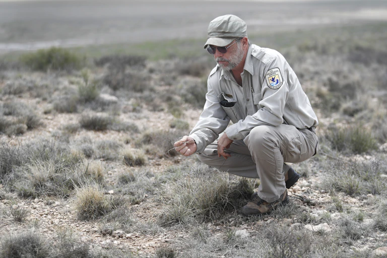 A conservation officer squats down and tests the dryness of a piece of grass between his finger. The landscape is dry grasses and rocky ground.