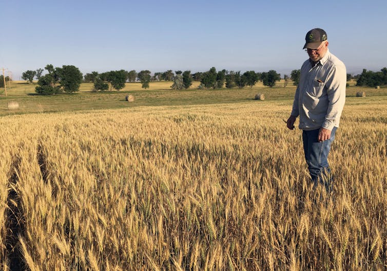 The wheat field is less than knee high to the farmer, who is wearing jeans, a long sleeve shirt and a cap and looking down at the wheat.