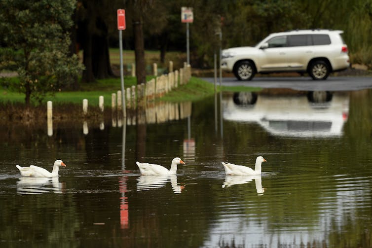 Swans glide over a flooded road