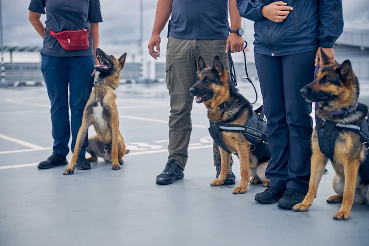 German shepherds with trainers