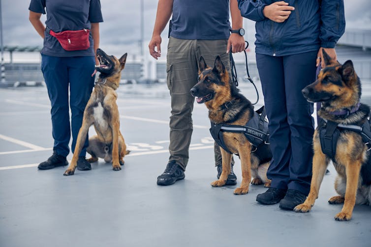 German Shepherd dogs with trainers