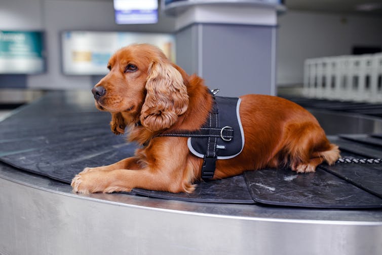 Sniffer dog resting on airport baggage carousel