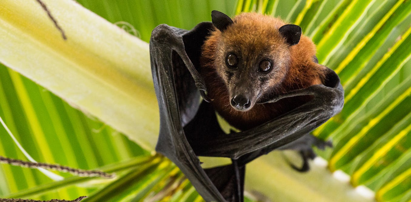 Fruit bats: the winged conservationists reforesting parts of Africa Fruit bats: the winged conservationists reforesting parts of Africa