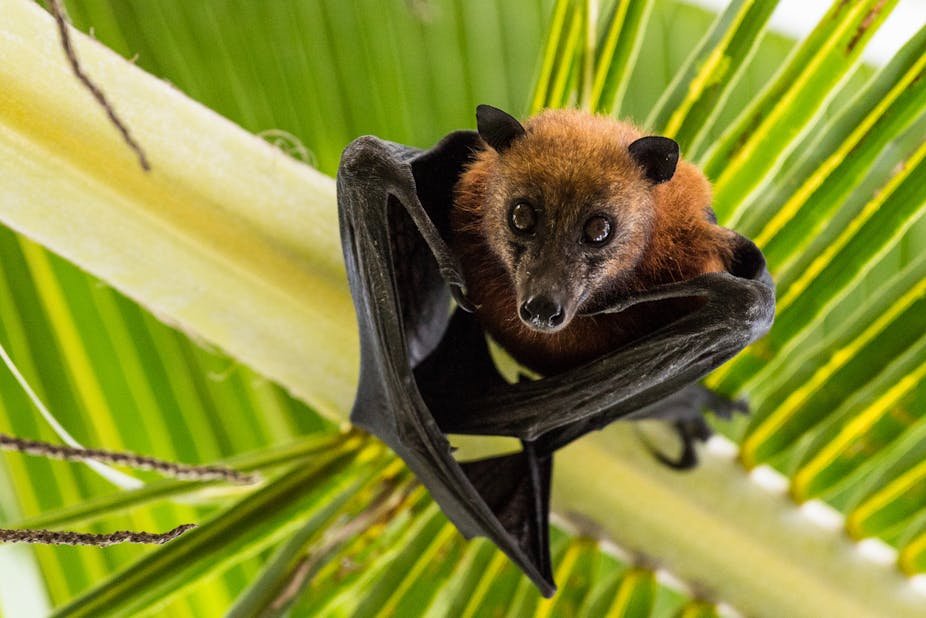 A fruit bat hangs upside down in a palm tree
