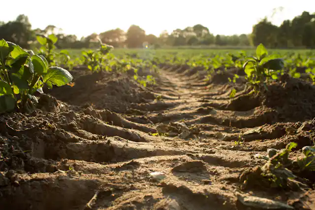 A farm field with green leaves.