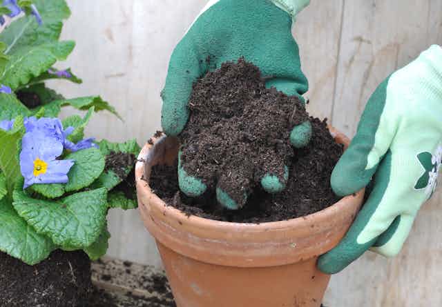 A gloved hand holding soil in a plant pot.