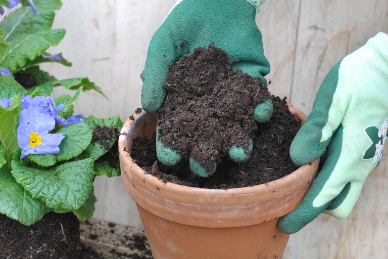 A gloved hand holding soil in a plant pot.