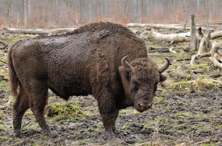 A large adult bison in a forest clearing.